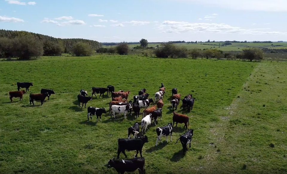 Video PRV Uruguay - el campo en movimiento